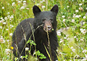 Ursus americanus